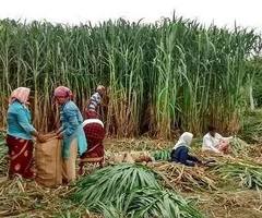 RP Farms Palani